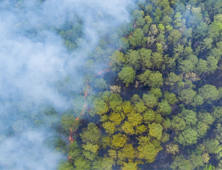 Bosque incendiándose 